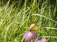 Colias palaeno