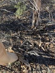 Eucalyptus transcontinentalis