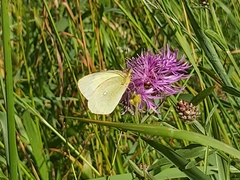 Colias palaeno