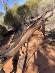 Eucalyptus transcontinentalis