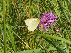 Colias palaeno