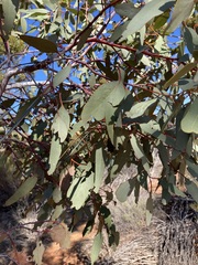Eucalyptus transcontinentalis