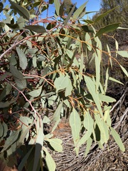 Eucalyptus transcontinentalis
