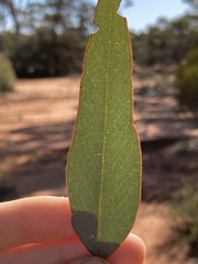 Eucalyptus transcontinentalis