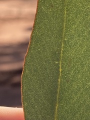 Eucalyptus transcontinentalis