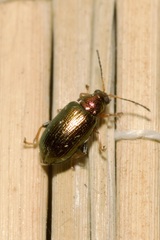 Crepidodera