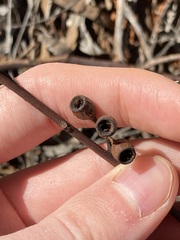 Eucalyptus transcontinentalis