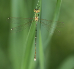 Lestes barbarus