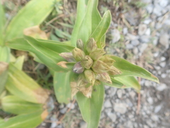 Gentiana cruciata cruciata