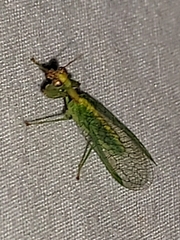 Zeugomantispa minuta