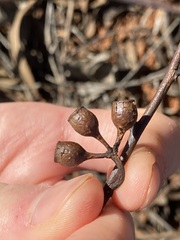 Eucalyptus transcontinentalis