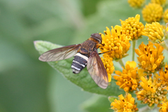 Exoprosopa rostrifera