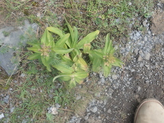Gentiana cruciata cruciata