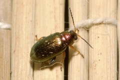 Crepidodera