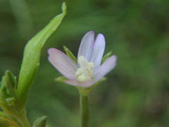 Epilobium obscurum