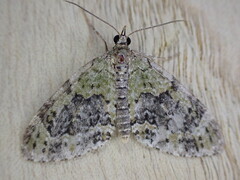 Acasis viretata