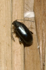 Phyllotreta