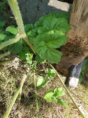 Heracleum sphondylium