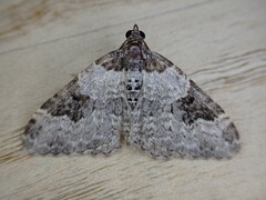 Xanthorhoe fluctuata