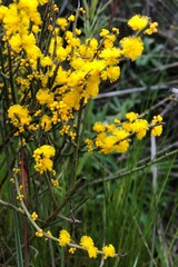 Acacia spinescens