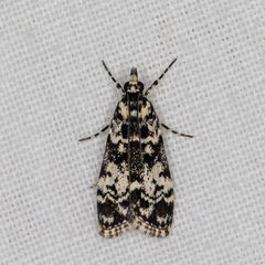 Scoparia exhibitalis