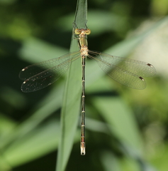 Lestes barbarus