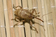Curculio elephas
