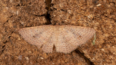 Epicyme rubropunctaria