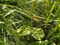 Neottia ovata