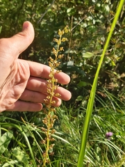 Neottia ovata
