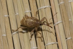 Curculio elephas