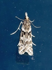 Eudonia angustea