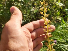 Neottia ovata