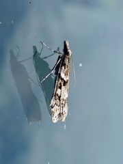 Eudonia angustea