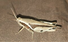 Phaeocatantops solitarius