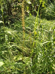 Neottia ovata
