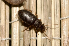 Harpalus rufipes