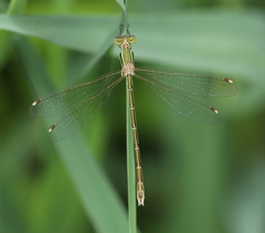Lestes barbarus