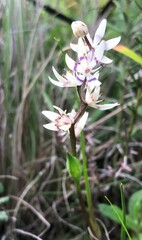 Wurmbea dioica