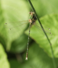 Lestes barbarus