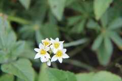 Nothoscordum