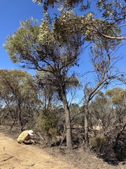 Hakea francisiana