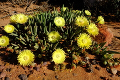 Cephalophyllum loreum