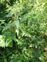 Urtica dioica
