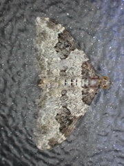 Xanthorhoe fluctuata