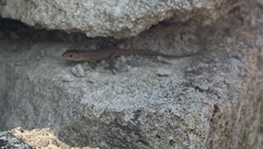 Lacerta viridis