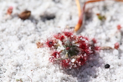 Drosera micrantha