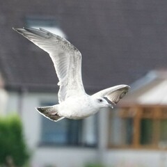 Larus