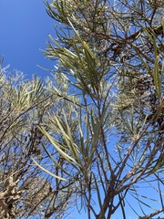 Hakea francisiana