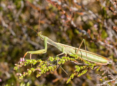 Mantis religiosa